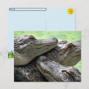 Poste - Carte postale de la partie Alligator