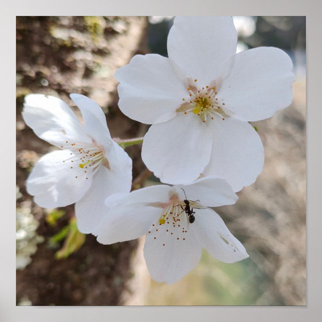 Poster 桜 Cherry Blossom Close-Up Photography (Devant)
