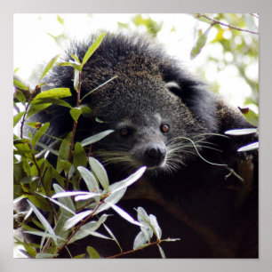 Poster 005Bearcat
