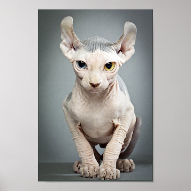Poster 11 Sphinx Cat (Devant)