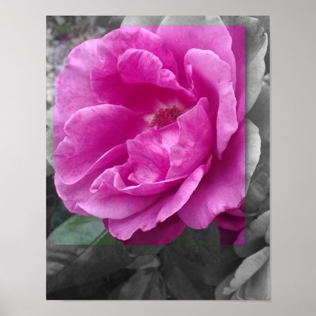 POSTER 11x14, Purple Flower (Front)