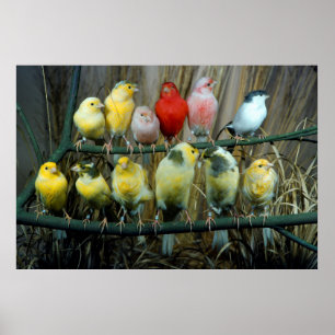 Poster 12 Écorce de canaris (Sérus canaria