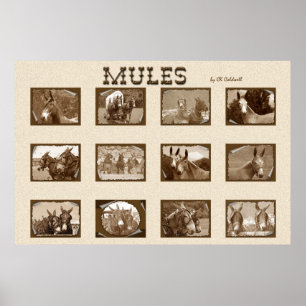Poster 12 Mules