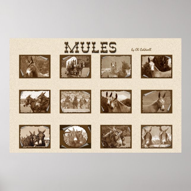 Poster 12 Mules (Devant)