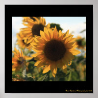 Poster 12X12 Grand Beau Tournesol
