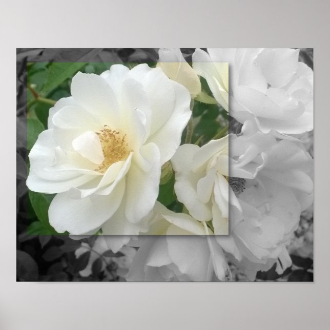 POSTER 14x11, White Rose (Front)