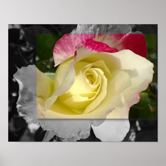 POSTER 14x11, Yellow Flower (Front)