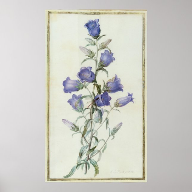 Poster 15:Campanula : Moyen 1787 (Devant)