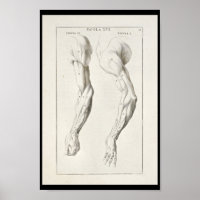 1691 Anatomie artistique Muscles Arm Art Print