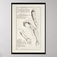 1691 Anatomie artistique Muscles Arm Art Print