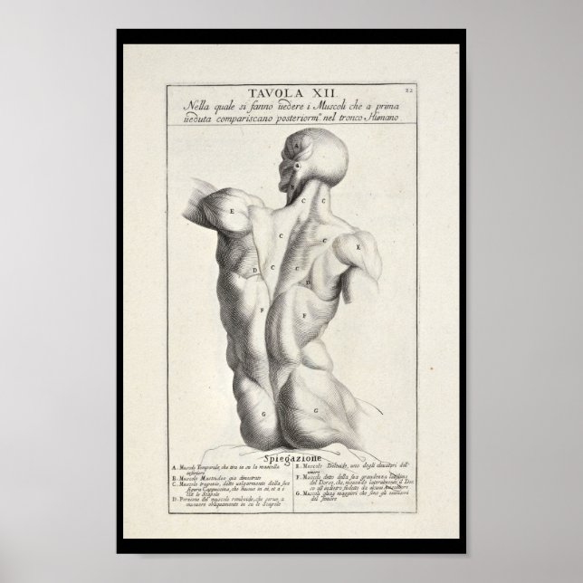 Poster 1691 Anatomie artistique Muscles de dos Art Print (Devant)