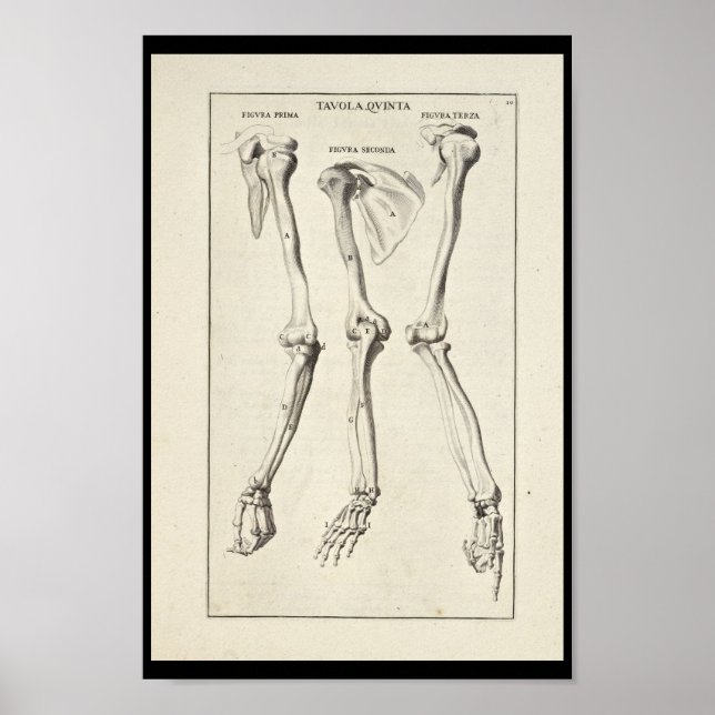Poster 1691 Anatomie artistique Os à bras Imprimer (Devant)