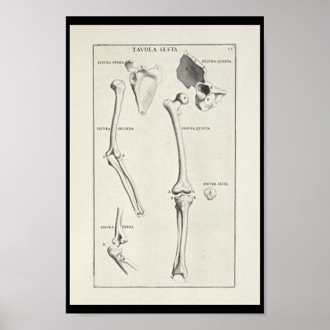 Poster 1691 Anatomie artistique Os à bras Imprimer (Devant)