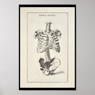 Poster 1691 Anatomie artistique Squelette d'art Imprimer