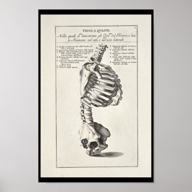 Poster 1691 Anatomie artistique Squelette Squelette Art i (Devant)