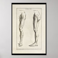 1691 Muscles d'anatomie artistique de la jambe Imp