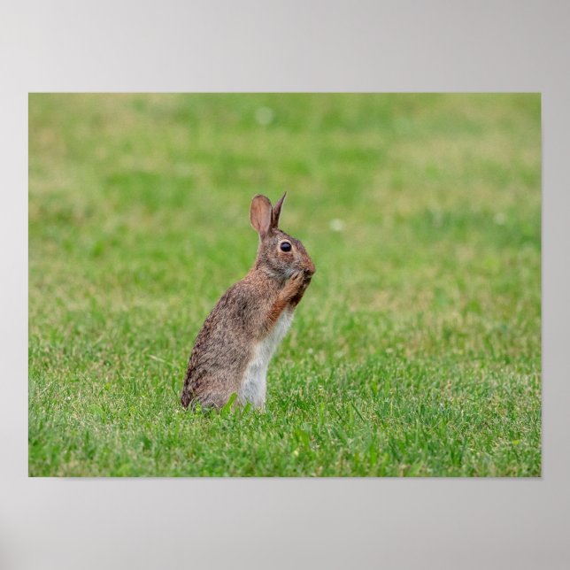 Poster 16x12 Lapin debout dans l'herbe et a l'air timide (Devant)