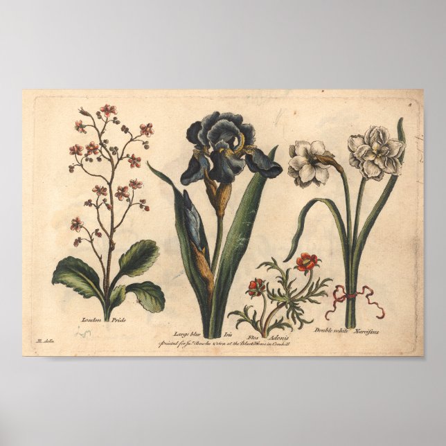 Poster 1757 Botanical Flower Art Print Blue Iris (Devant)