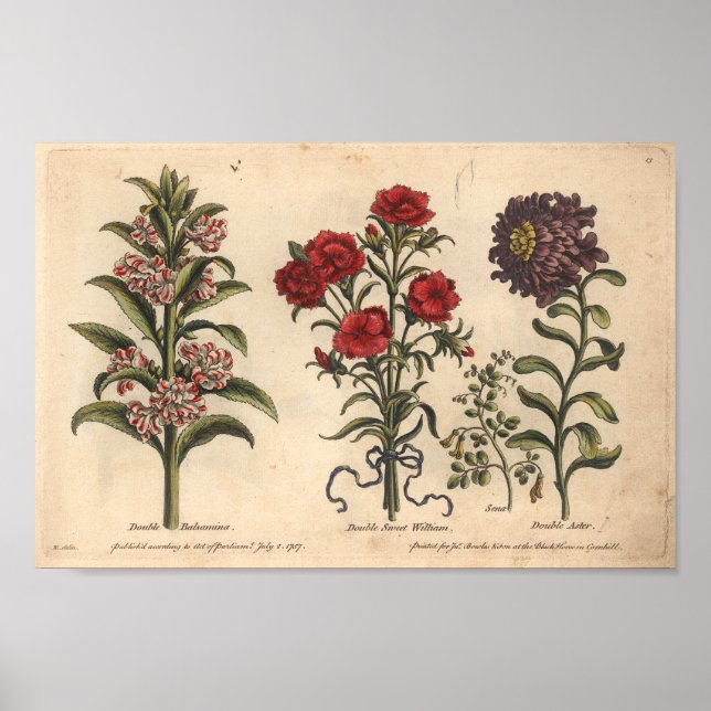 Poster 1757 Botanique Fleur Art Imprimer Balsamina (Devant)