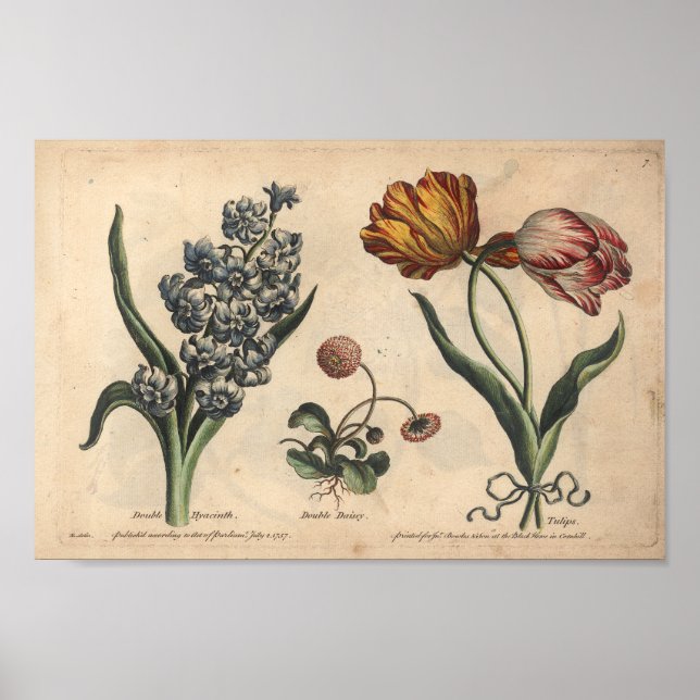 Poster 1757 Tulipe d'impression de fleurs botaniques (Devant)