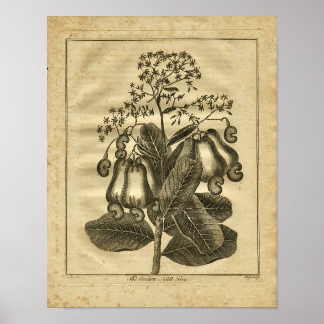 Poster 1817 Herbe de culture de noix de cajou (Devant)