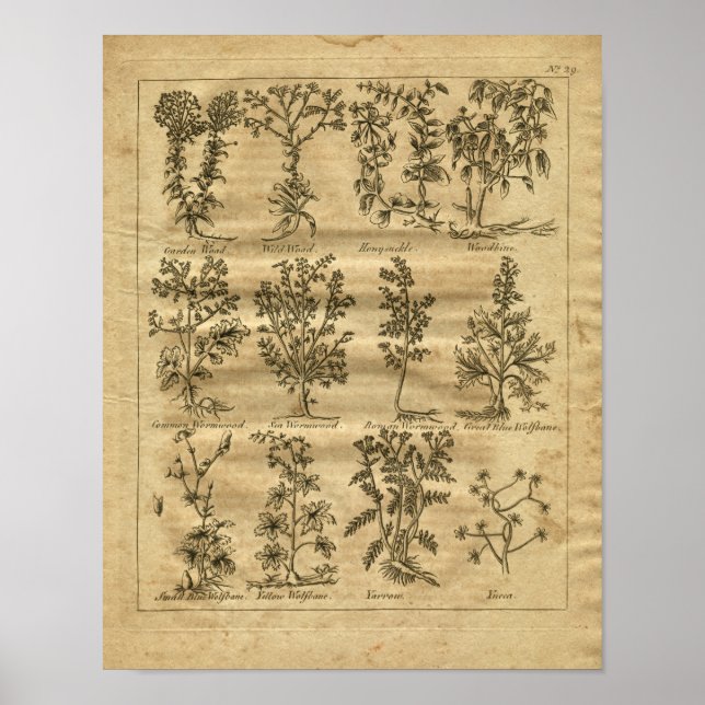 Poster 1817 Pousse de Yucca de Wormwood Imprimer (Devant)