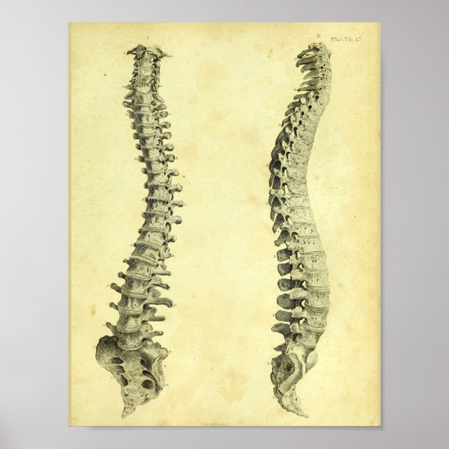 Poster 1824 Anatomie de colonne vertébrale humaine Imprim (Devant)