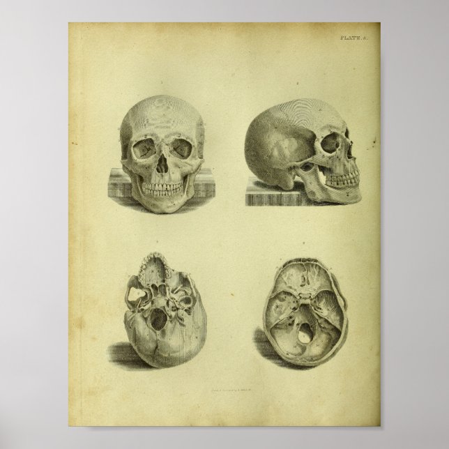 Poster 1824 Anatomie des crânes humains Imprimer (Devant)