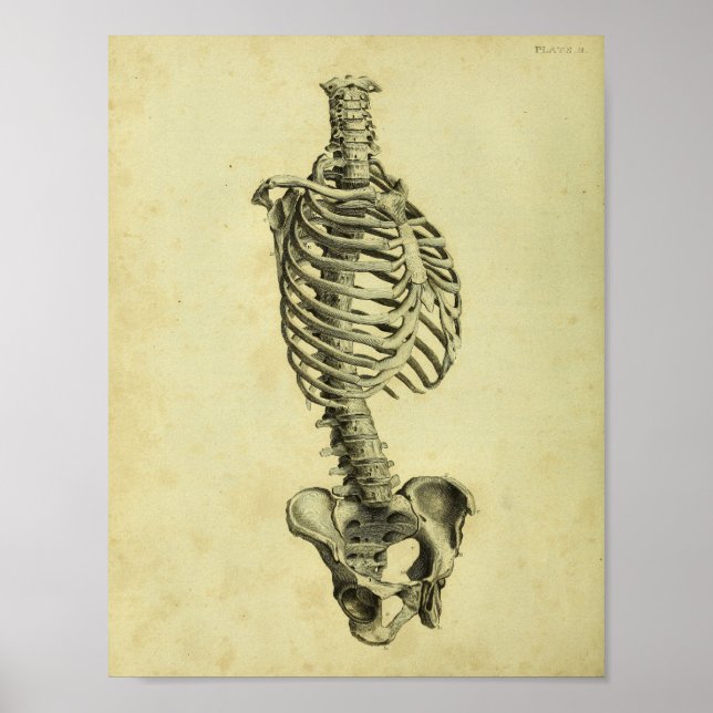 Poster 1824 Anatomie du squelette humain (Devant)