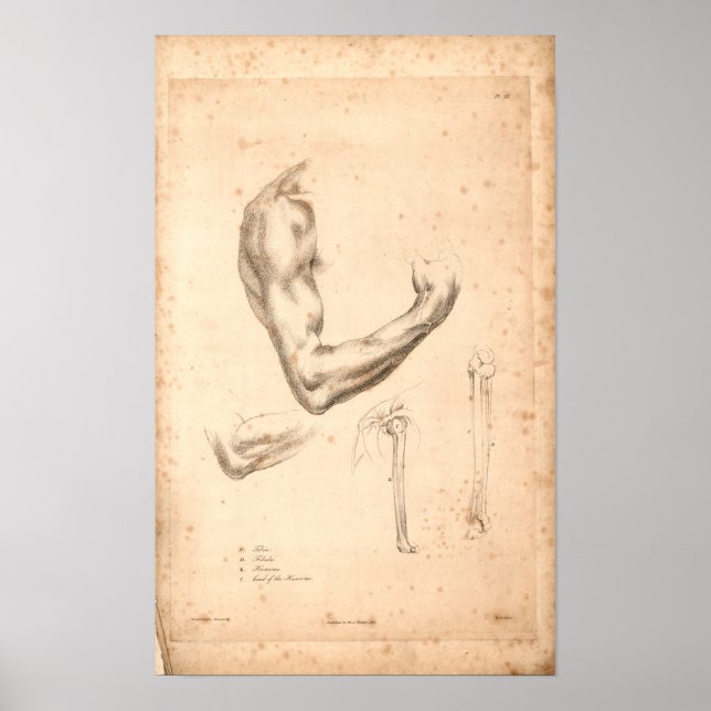 Poster 1833 Anatomie Vintage du bras (Devant)