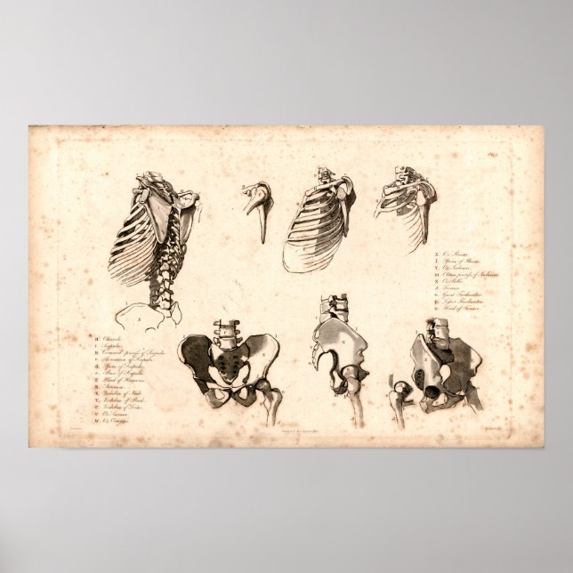Poster 1833 Anatomie Vintage squelettique (Devant)