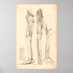 Poster 1833 Muscles d'anatomie Vintage de jambe Imprimer