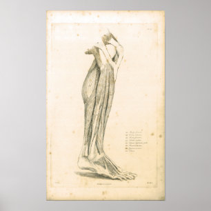 Poster 1833 Muscles d'anatomie Vintage jambe Imprimer
