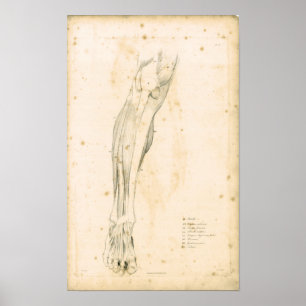 Poster 1833 Muscles d'anatomie Vintage jambe Imprimer