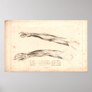 Poster 1833 Muscles de Bras Anatomie Vintage Imprimer