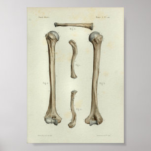 Poster 1844 Anatomie Vintage Imprimer Humerus Clavicle