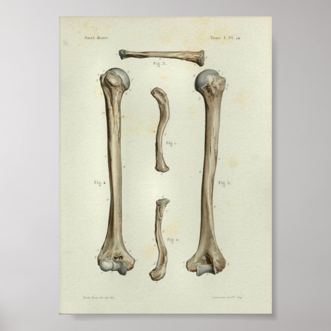 Poster 1844 Anatomie Vintage Imprimer Humerus Clavicle (Devant)