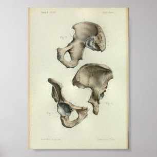 Poster 1844 Anatomie Vintage Imprimer les os pelviens