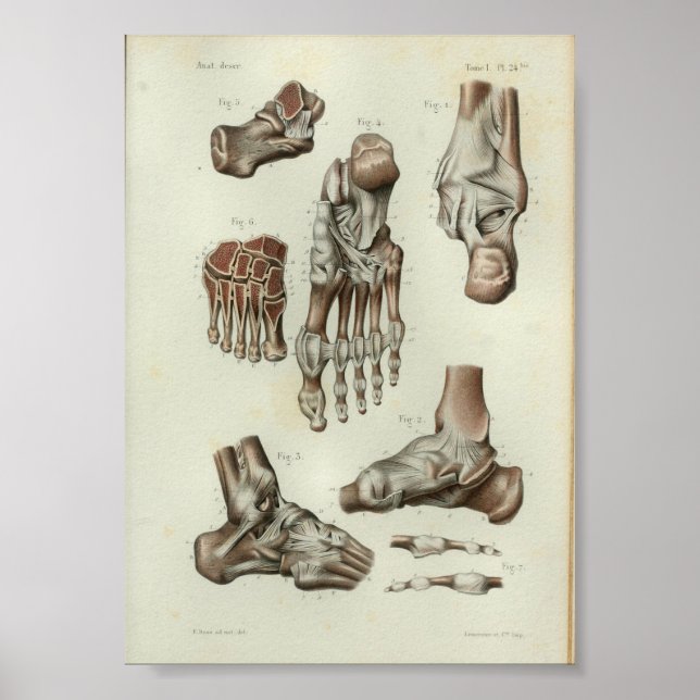 Poster 1844 Anatomie Vintage Imprimer Pied Ankle (Devant)