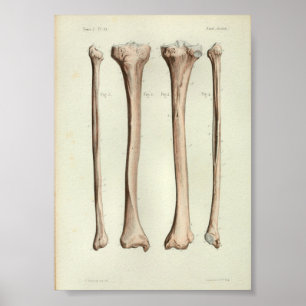 Poster 1844 Anatomie Vintage Imprimer Tibia Fibula