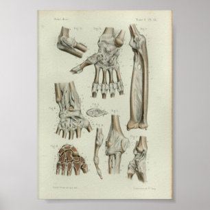 Poster 1844 articulations vintages de joint d'impression