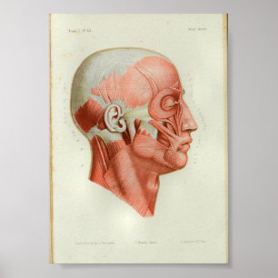 Poster 1844 copies vintages d'anatomie Muscles le visage