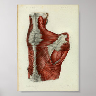 Poster 1844 copies vintages d'anatomie Muscles l'épaule