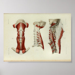 Poster 1844 Muscles d'impression anatomiques Vintages