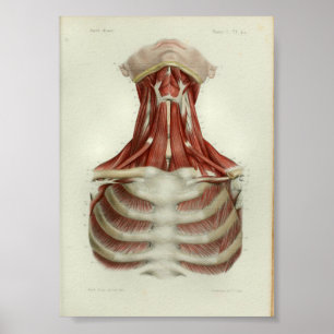 Poster 1844 Muscles d'impression anatomiques Vintages