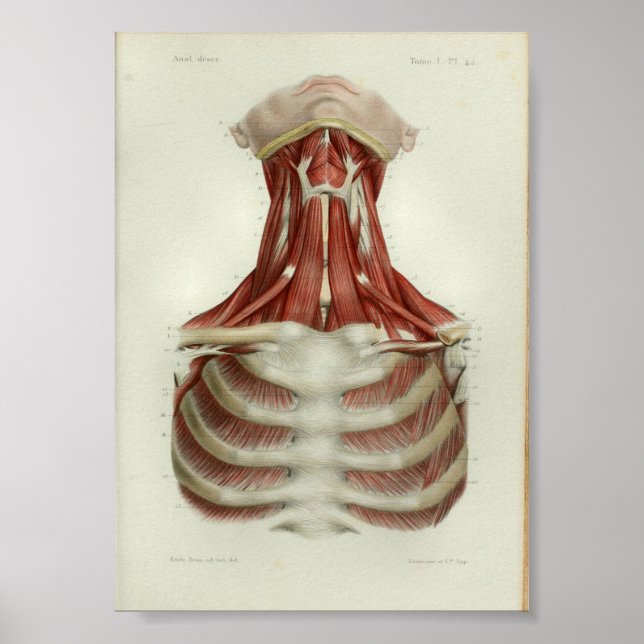 Poster 1844 Muscles d'impression anatomiques Vintages (Devant)