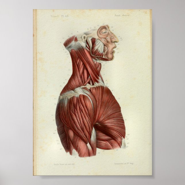 Poster 1844 Muscles d'impression anatomiques Vintages (Devant)