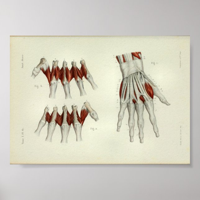 Poster 1844 Muscles d'impression anatomiques Vintages mai (Devant)