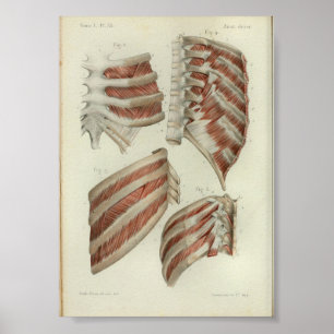 Poster 1844 Muscles Vintages d'anatomie