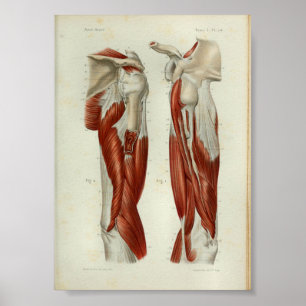 Poster 1844 Muscles Vintages d'anatomie à épaule